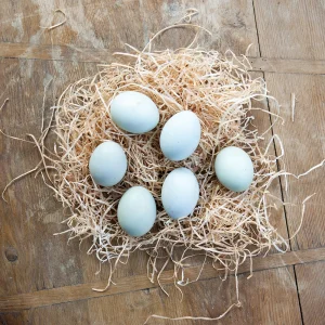Araucana Hatching Eggs for Sale
