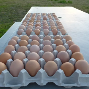 Australorp Hatching Eggs