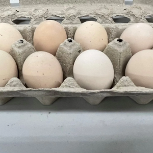 Cochin Chicken Eggs (1)