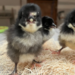 Jersey Giant Eggs for Sale (1)