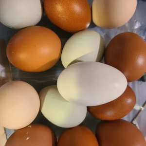 Polish Chicken Eggs