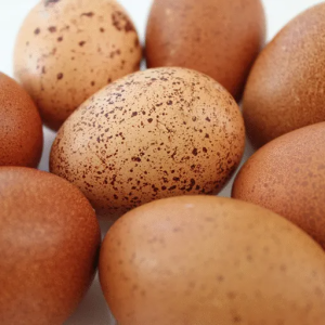 Welsummer Chicken Eggs (1)