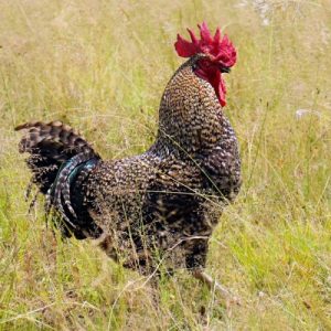 Barred Olive Egger
