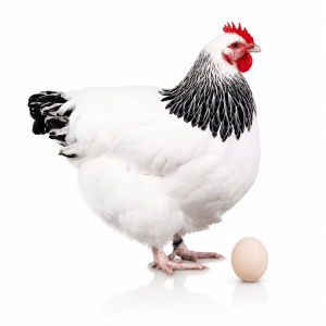 Sussex Fertile Eggs