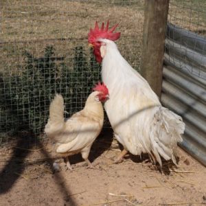 White Leghorn